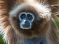 Zoo-Gibon