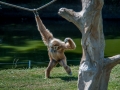 Zoo-Gibon