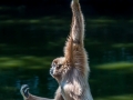 Zoo-Gibon