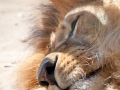 Zoo-Lion