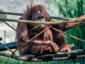 Zoo-orang outan-