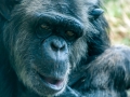 Zoo-Chimpanzé