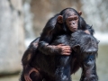 Zoo-Chimpanzés