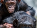 Zoo-Chimpanzés