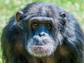 Zoo-Chimpanzé