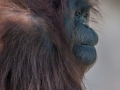Zoo-orang-outan