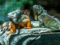 Zoo-Iguane