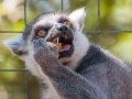 Maki-singe.jpg