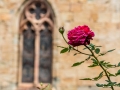 abbaye de Fontfroide/ La rose de Fontfroide