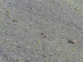 Allos, Mercantour / chamois