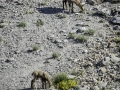Allos, Mercantour / chamois