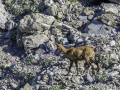 Allos, Mercantour / chamois