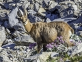 Allos, Mercantour / chamois