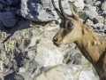 Allos, Mercantour / chamois