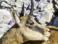 Allos, Mercantour / chamois