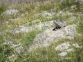 Allos, Mercantour / Marmotte