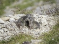 Allos, Mercantour / Marmotte