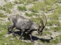 Allos, Mercantour / Bouquetin