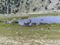 Allos, Mercantour / Bouquetin
