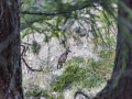 Animaux sauvage/Chamois