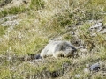 Marmottes
