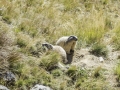 Marmottes