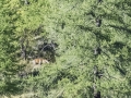Cerf