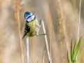Mésange/ Petite Camargue