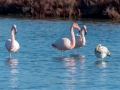 Flaments rose/ Petite Camargue