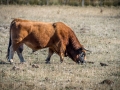 Taureau/ Petite Camargue