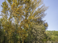 Automne/saison
