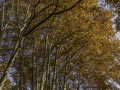 Automne/saison