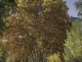 Automne/saison