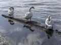 Cygnes