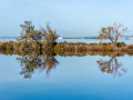Miroir