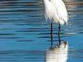 Aigrette garzette