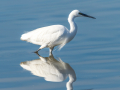 Aigrette garzetteg