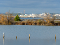Salins du Lion