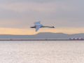 Cygne