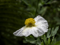 Jardin du Pellinec, Port blanc
