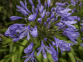 Agapanthe,