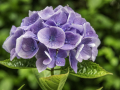 Hortensia