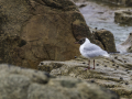 Mouette de Franklin
