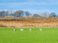 Camargue/Grue cendrée