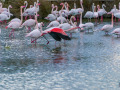 Camargue/Flamant Rose