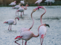 Camargue/Flamant Rose