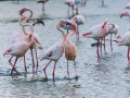 Camargue/Flamant Rose