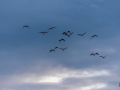 Camargue/Flamant Rose