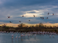 Camargue/Flamant Rose