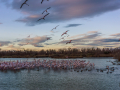 Camargue/Flamant Rose